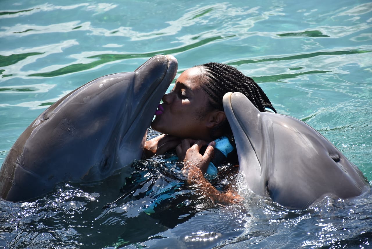 With The Dolphins